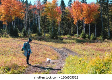 Hiking In The Beautiful Fall Foliage. The Leaves Begin To Change And The Temperatures Begin To Fall. A Dog Also Climbs On This Fall Hike. 