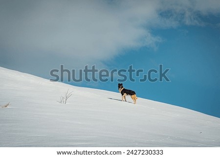 Similar – Image, Stock Photo much blue, much white and a little bit of dog