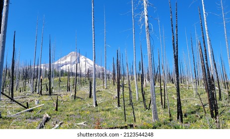 Hiking Beautiful Mt Hood, Oregon 