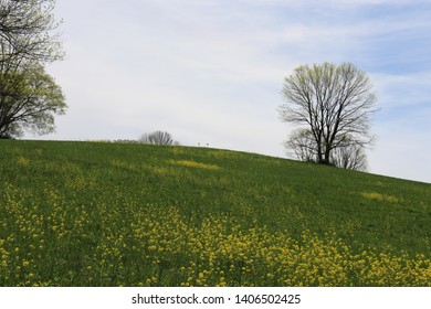 hiking beside blossoming fields in the spring