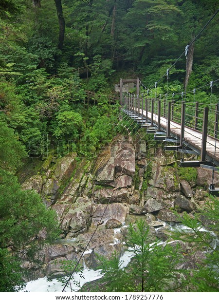 Hiking by the bridge in\
Yakushima green forest, rope bridge over the mountain river, big\
boulders 