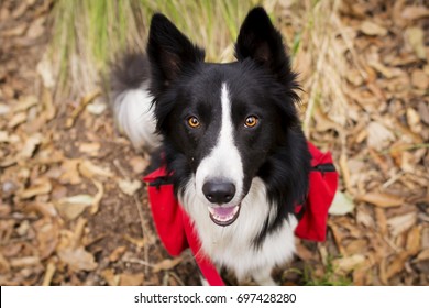 Hiking Dog