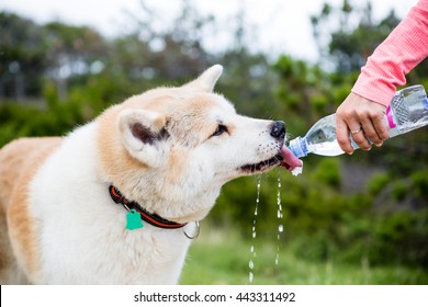 Hiking with dog in mountains and drinking water. Akita Inu dog drinks from water bottle. Travel, trekking and outdoor activity concept in nature.