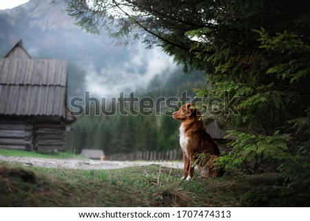 Similar – Foto Bild Unterwegs im Hochgebirge