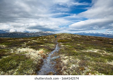 Hiking In The Dovrefjell Norway