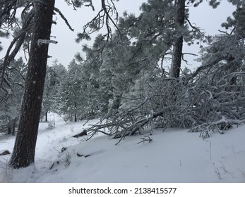 Hiking During The Winter In The North Hemisphere, Kamiak Butte County Park, Pullman, Washington, USA