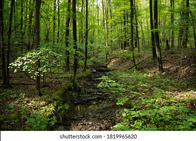 Hiking In The Finger Lakes National Forest