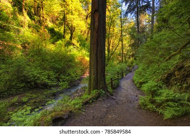 Hiking In Forest Park Macleay Trail Along Balch Creek In Portlan, Oregon.