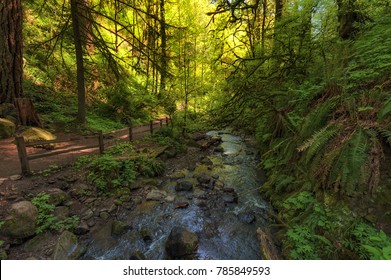 Hiking In Forest Park Macleay Trail Along Balch Creek In Portlan, Oregon.