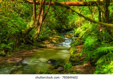 Hiking In Forest Park Macleay Trail Along Balch Creek In Portlan, Oregon.