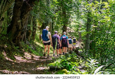 Hiking group in the forest: women and men with backpacks go on a beautiful forest path with lights, trees - Powered by Shutterstock