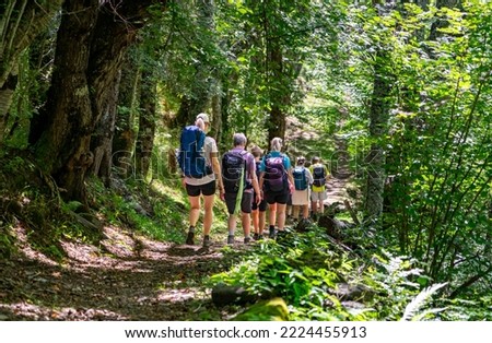 Hiking group in the forest: women and men with backpacks go on a beautiful forest path with lights, trees