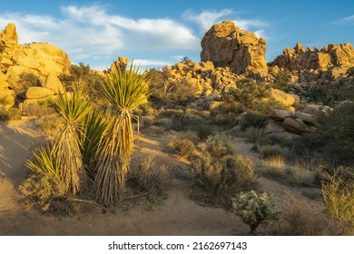 Hiking The Hidden Valley Nature Trail In Joshua Tree National Park In California, Usa