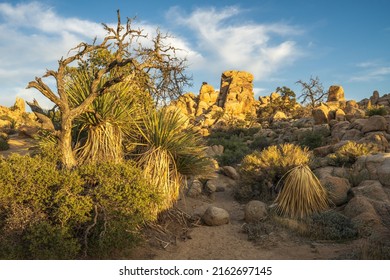 Hiking The Hidden Valley Nature Trail In Joshua Tree National Park In California, Usa