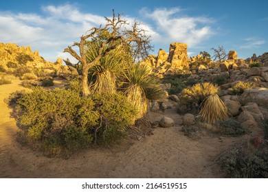 Hiking The Hidden Valley Nature Trail In Josua Tree National Park In California, Usa