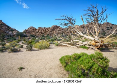 Hiking The Hidden Valley Trail In Joshua Tree National Park, California In The Usa