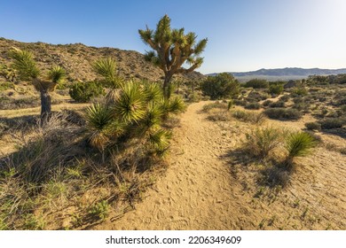 hiking the high view nature trail in black rock canyon, joshua tree national park in the usa