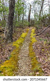 Hiking Hike Nature Mossy Devil's Knob Trail Trail Through Woods Forest In Spring At Wintergreen Resort In Blue Ridge Mountains With Moss