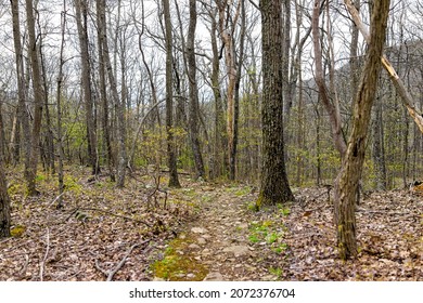 Hiking Hike Nature Trail By Devil's Knob Overlook With Woods Forest In Spring At Wintergreen Resort Town Village In Blue Ridge Mountains