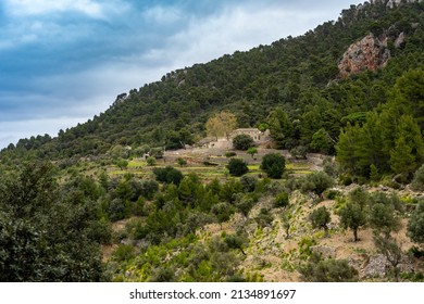 Hiking Holidays Mallorca - Hike Between Banyalbufar And Estellencs Through The Country Estate, The Finca Planícia: Beautiful Terraced Landscape And Olive Trees 