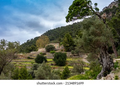 Hiking Holidays Mallorca - Hike Between Banyalbufar And Estellencs Through The Country Estate, The Finca Planícia: Beautiful Terraced Landscape And Olive Trees 