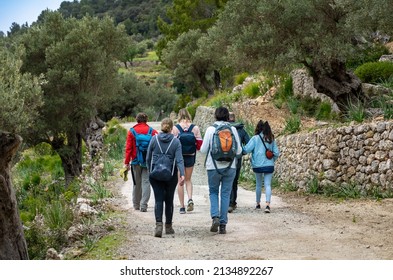 Hiking Holidays Mallorca - Hike Between Banyalbufar And Estellencs Through The Country Estate, The Finca Planícia: Group Between Old Olive Trees 