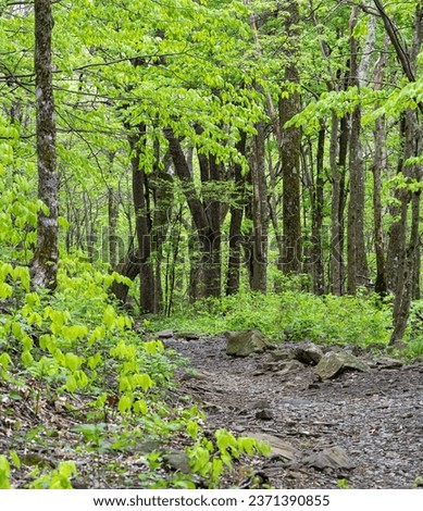 Hiking in the lower elevations of the Elk Knob Summit Trail, the beech trees are draped in fresh green spring foliage. The winding trail gains 943 feet of elevation to the top. 