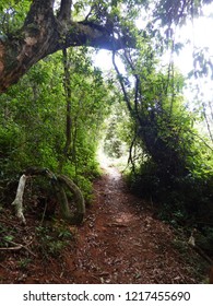 Hiking In Magoebaskloof