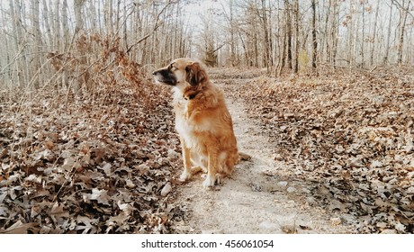 Hiking Mark Twain National Forest Trails With Dog