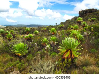 Hiking In Mount Elgon, Uganda, Africa             