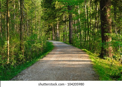 Hiking path in a beautiful sunny forest