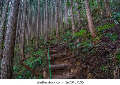 Hiking Path In Coniferous Forest. Pine Trees Trunks And Hiking Path With Steps. Temperate Coniferous Forest 