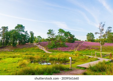 Hiking path leading up a hill, overgrown with colorful blooming heather in the nature reserve Lüneburger Heide.