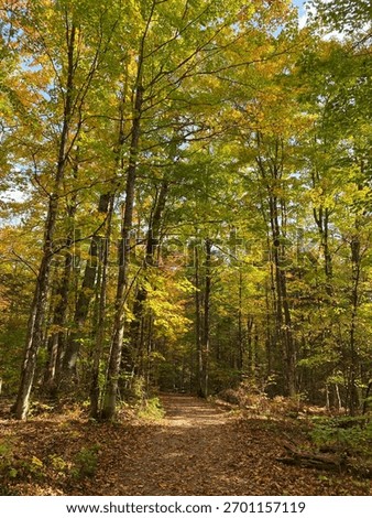 A hiking path leading through a Beech and Maple forest, with leaves changing colors, in the fall, in Michigan