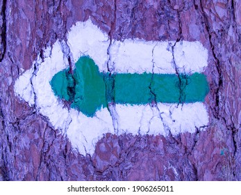 Hiking Path Sign On A Tree