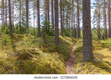 Hiking Path In A Sunny Forest