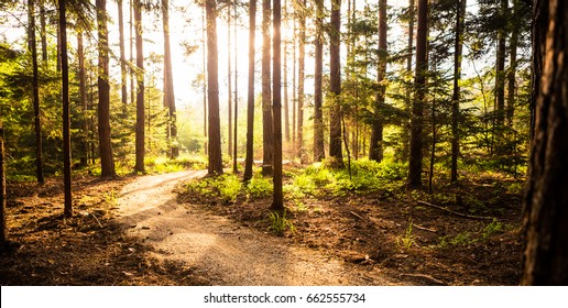 Hiking path and sunset in beautiful woods panoramic view, inspirational summer landscape in forest. Walking footpath or biking path, dirt road.