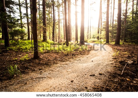 Hiking path and sunset in beautiful woods view, inspirational summer landscape in forest. Walking footpath or biking path, dirt road.