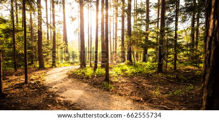 Hiking path and sunset in beautiful woods panoramic view, inspirational summer landscape in forest. Walking footpath or biking path, dirt road.
