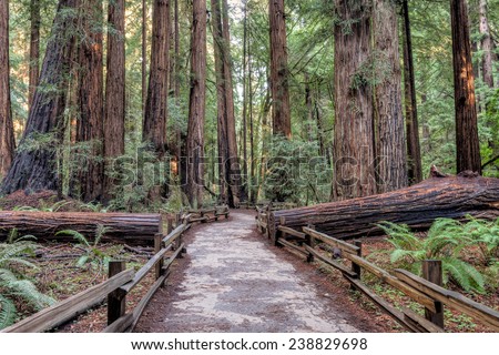 Hiking path though the redwood forest in Muir Woods National Monument.