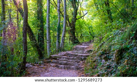 Hiking path through the forest in the summer light