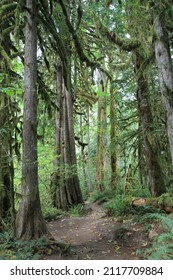 Hiking Path Through Old Growth Forest In Columbia River Gorge, Oregon