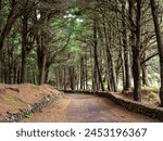 Hiking path through pine forest
