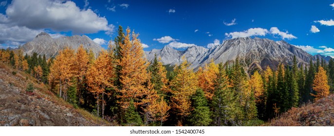 Hiking Pocaterra ridge in Kananskis country in Canadian rockies, autumn colors in Rocky mountains in Canada, yellow larches, aspen trees