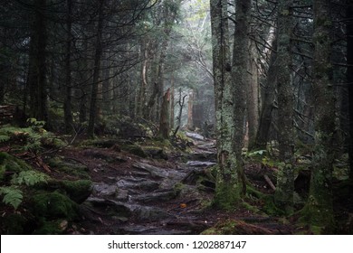 Hiking Scene: Forbidden Forest