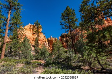 Hiking Through The Bryce Canyon Ampitheater Reveals Many HooDoo's And Other Beautiful Sites