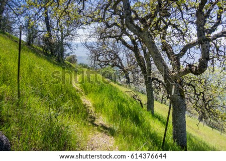 Hiking through the forest in the spring, Pinnacles National Park, California
