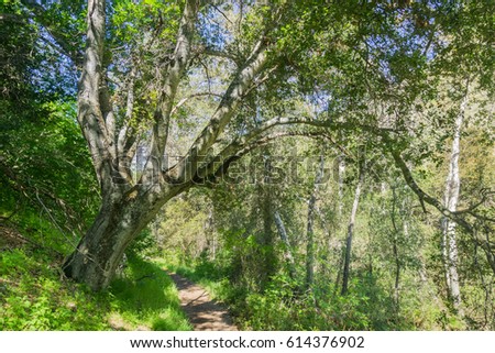 Hiking through the forest in the spring, Pinnacles National Park, California