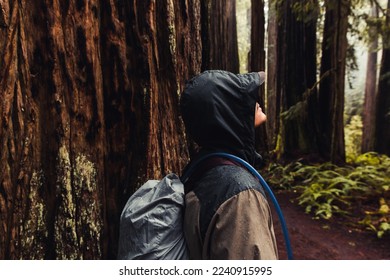 Hiking through the misty forest on a cold, damp morning.  - Powered by Shutterstock