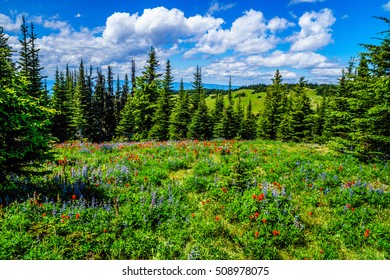 Hiking Through The Mountain Alpine Meadows With Wild Flowers On Tod Mountain In The Shuswap Highlands Of British Columbia, Canada